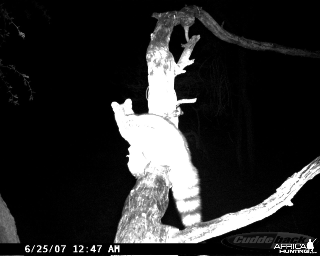 Genet on Leopard Bait at Ozondjahe Safaris Namibia