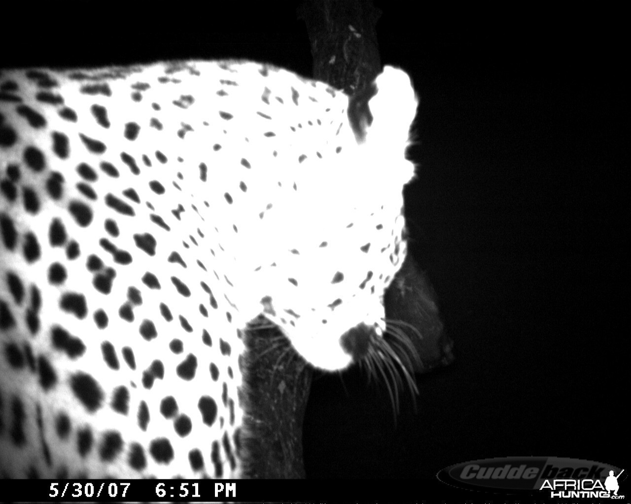 Leopard on Bait in Namibia