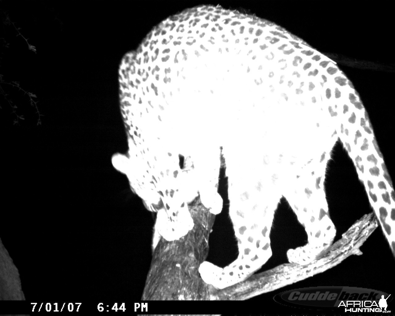 Leopard on Bait in Namibia