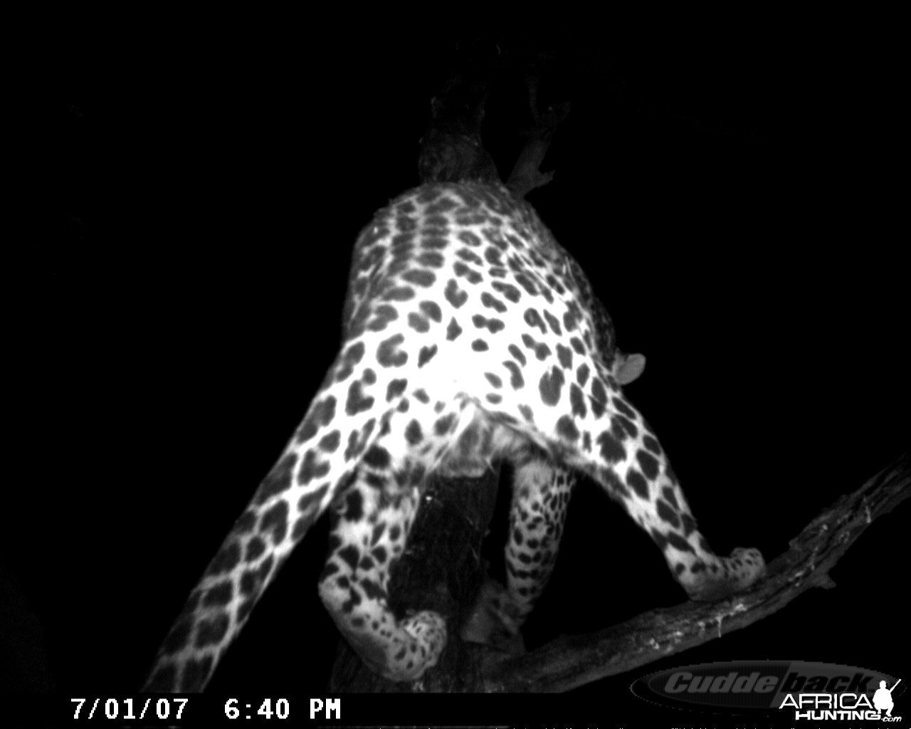 Leopard on Bait in Namibia