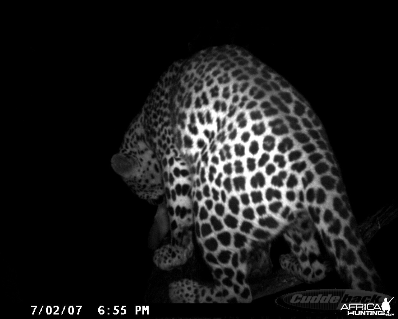 Leopard on Bait in Namibia