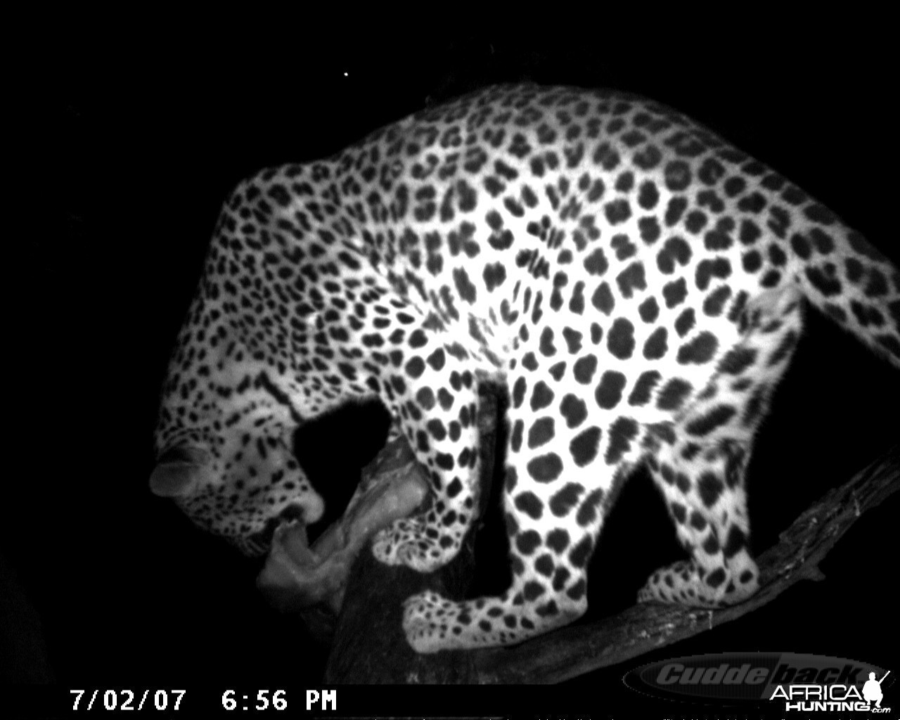 Leopard on Bait in Namibia