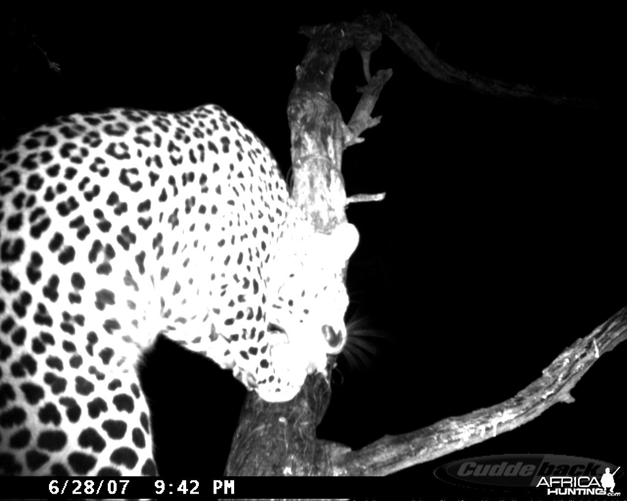 Leopard on Bait in Namibia