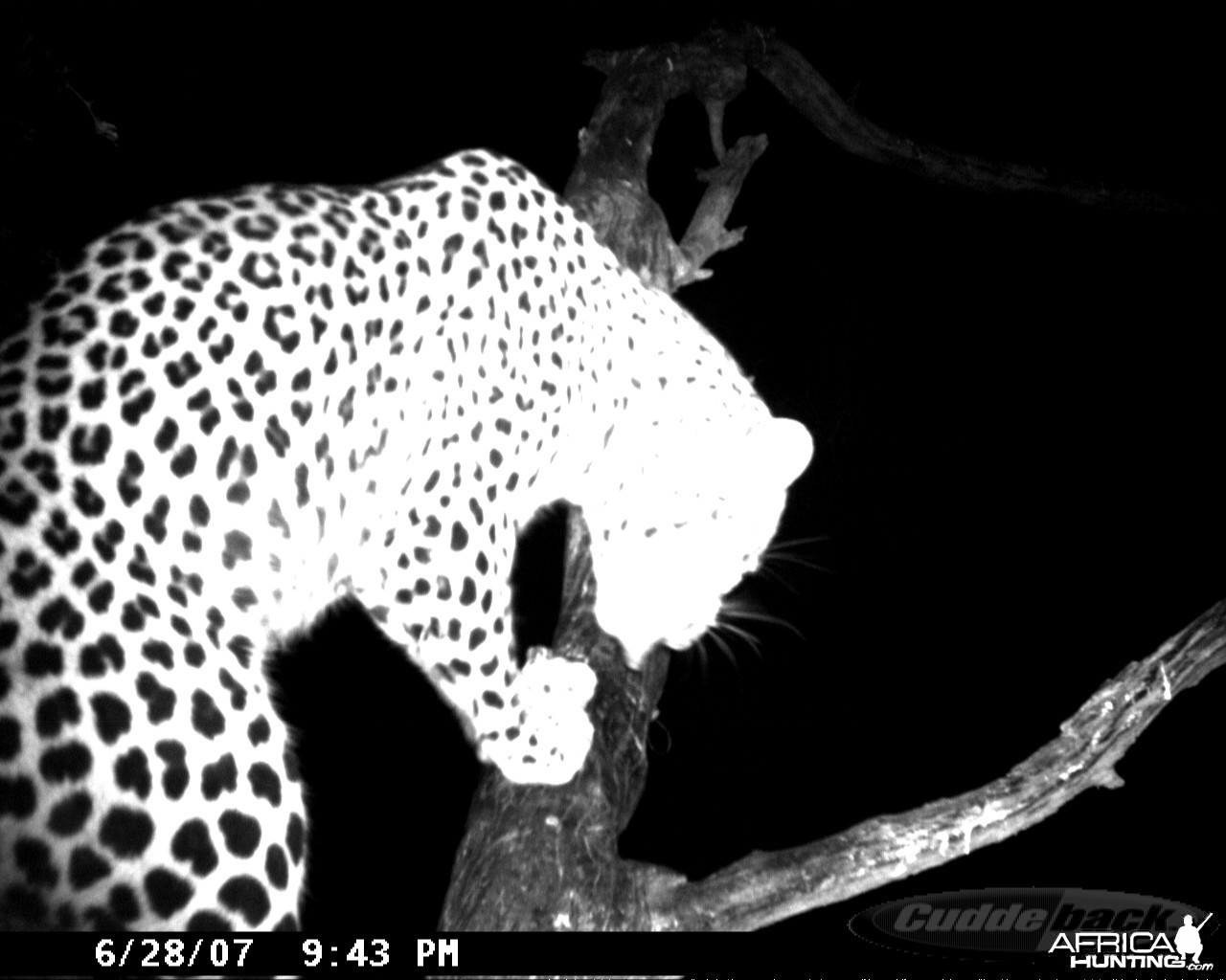 Leopard on Bait in Namibia