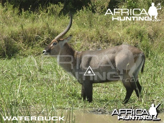 Bowhunting Waterbuck Shot Placement