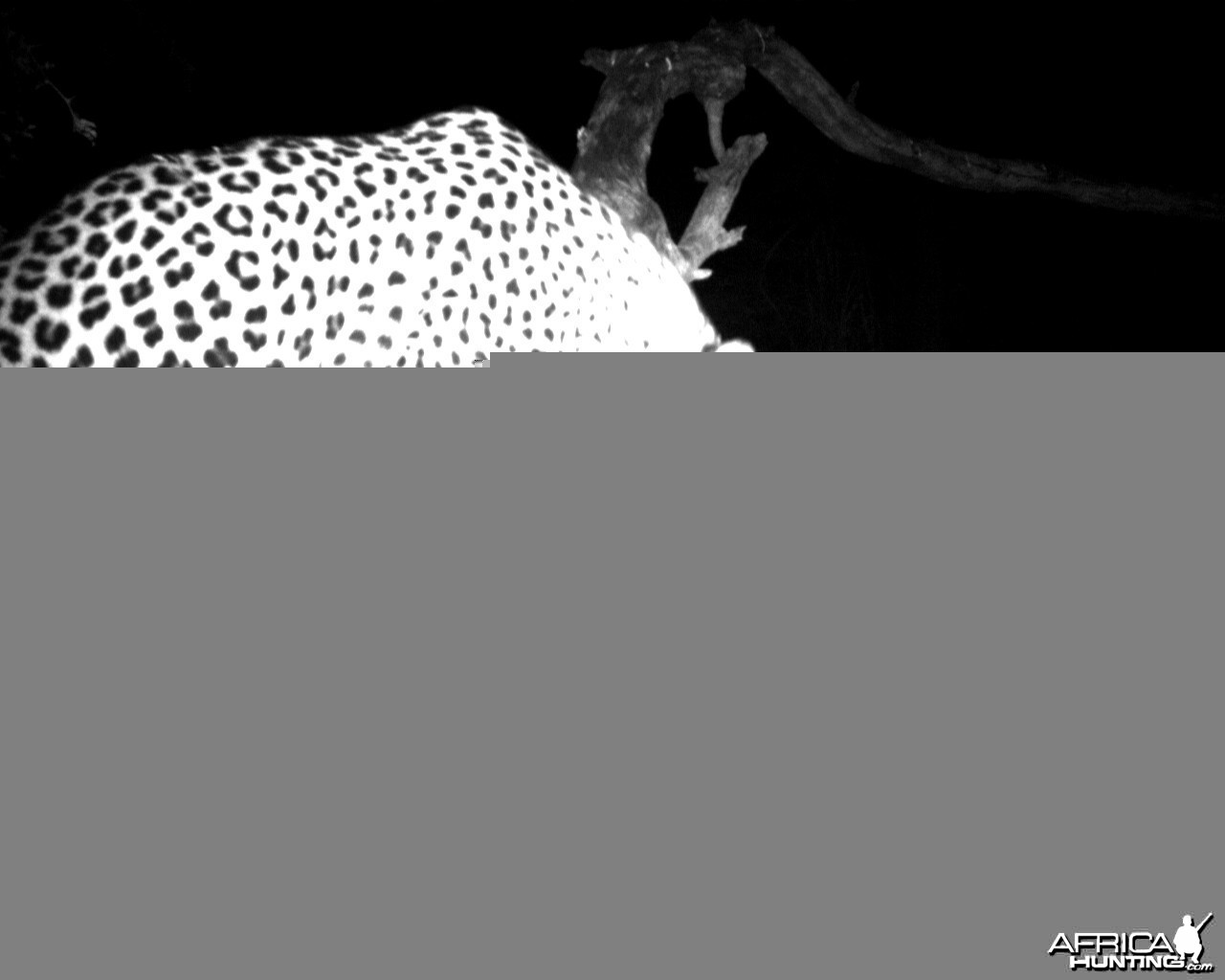 Leopard on Bait in Namibia