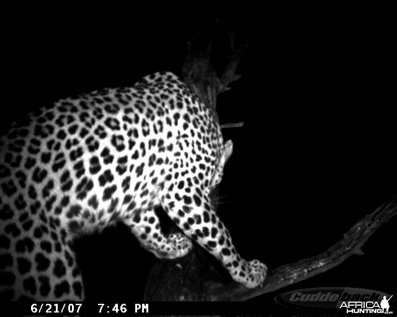 Leopard on Bait in Namibia