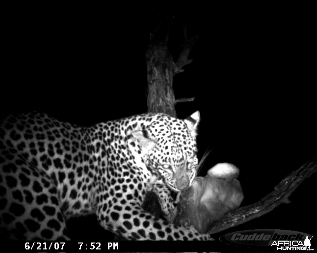 Leopard on Bait in Namibia