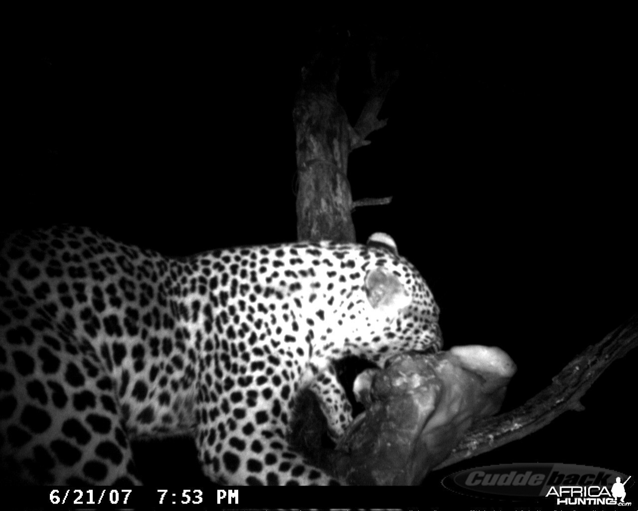 Leopard on Bait in Namibia