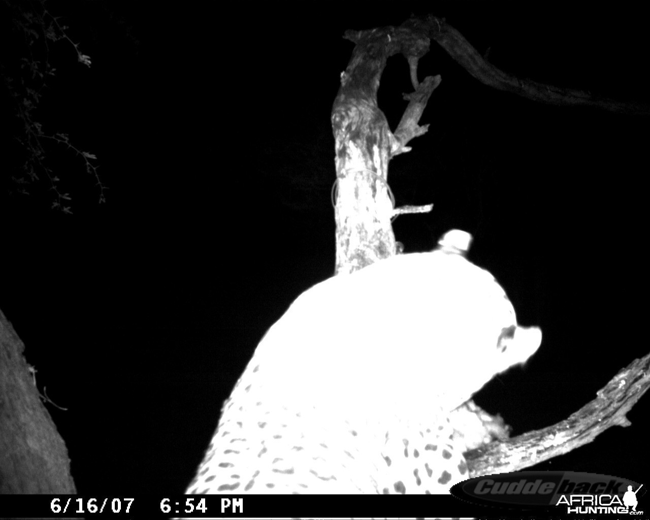 Leopard on Bait in Namibia