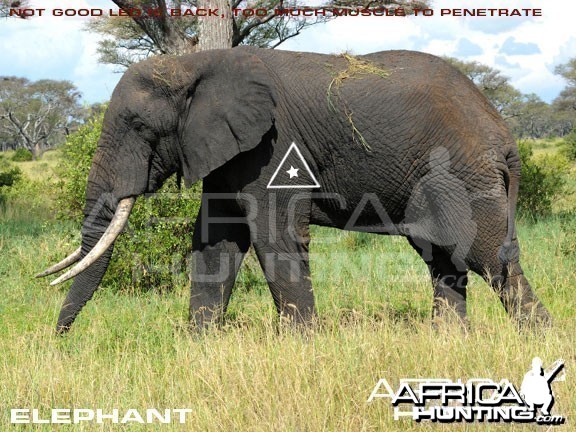 Bowhunting Elephant Shot Placement