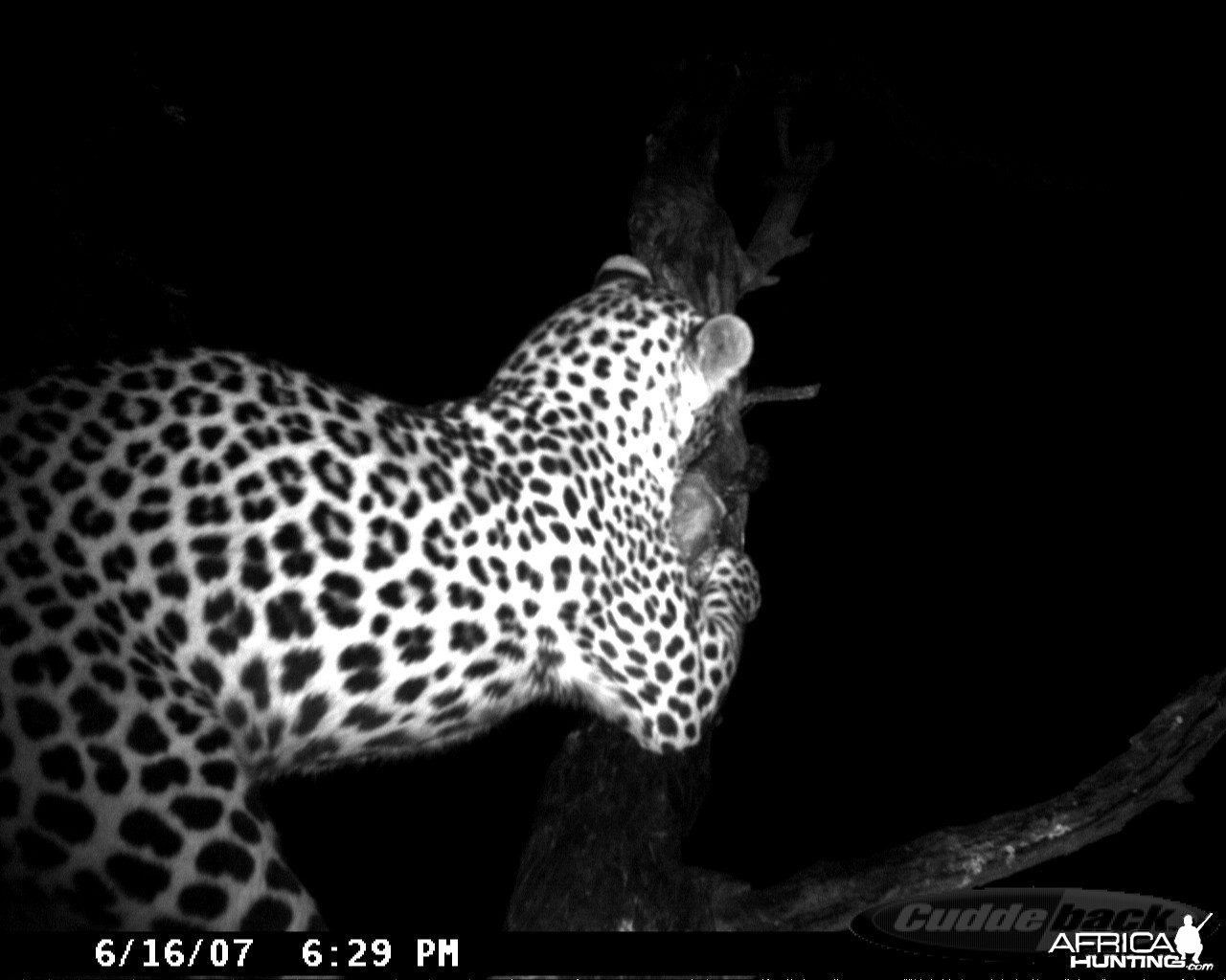 Leopard on Bait in Namibia