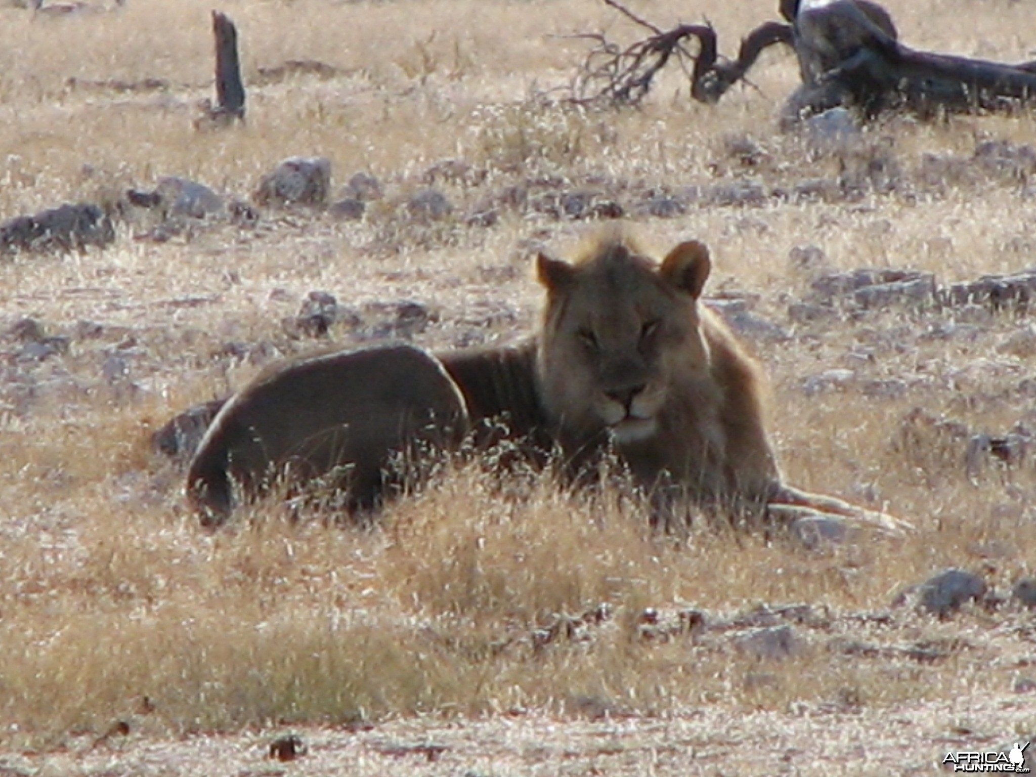 Lion at Etosha National Park, Namibia