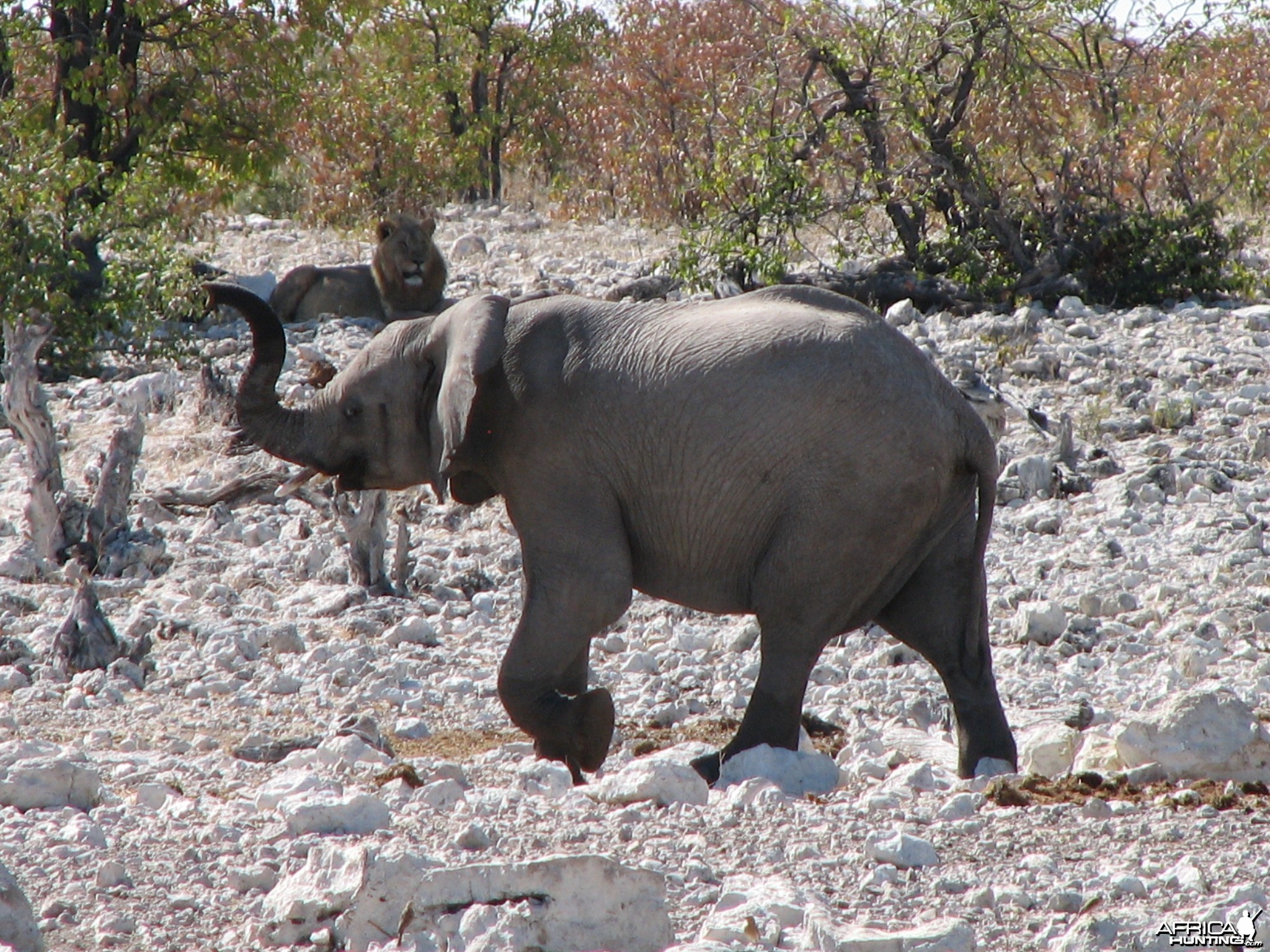 Young Elephant at Etosha National Park, Namibia