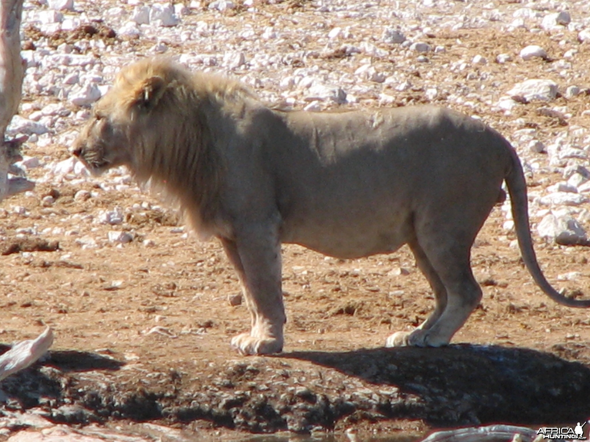 Lion at Etosha National Park, Namibia