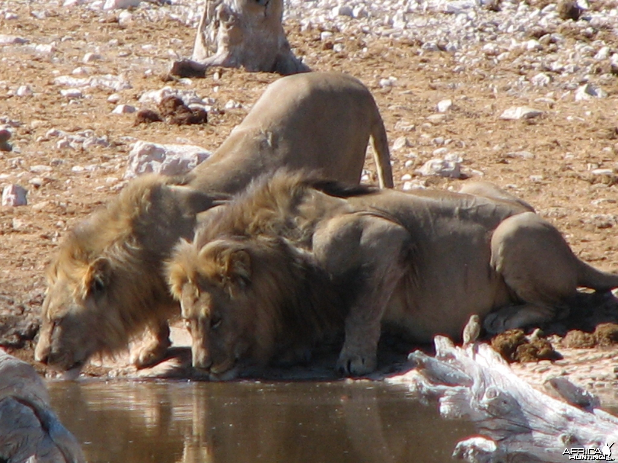 Lions at Etosha National Park, Namibia