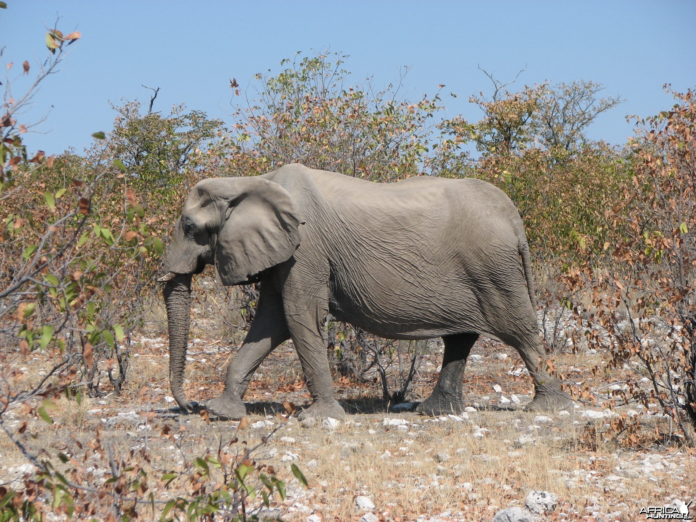 Elephant at Etosha National Park, Namibia