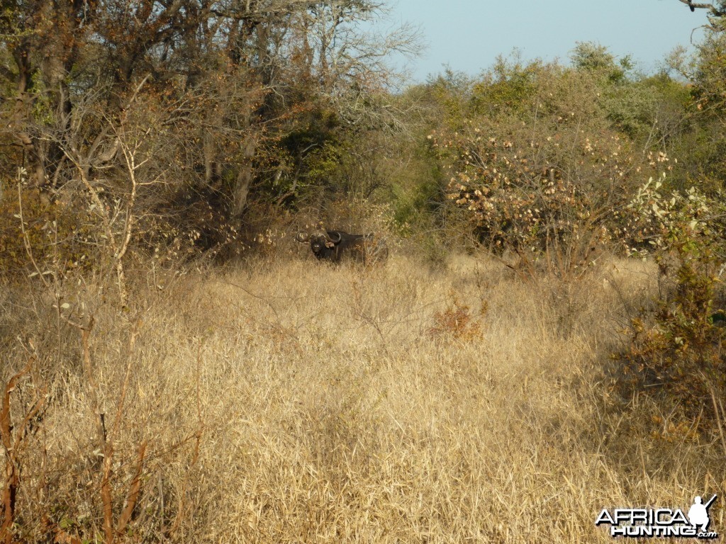 Buffalo in Zzimbabwe