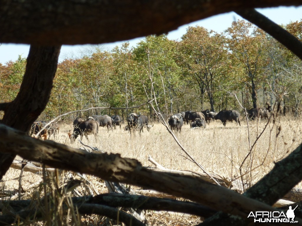 Buffaloes in Zimbabwe