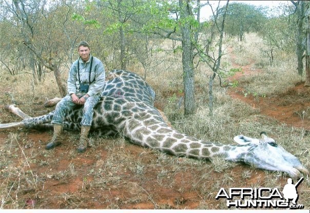 Bull Giraffe, Zimbabwe