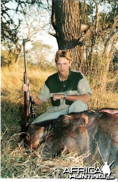 Hippo, Mozambique