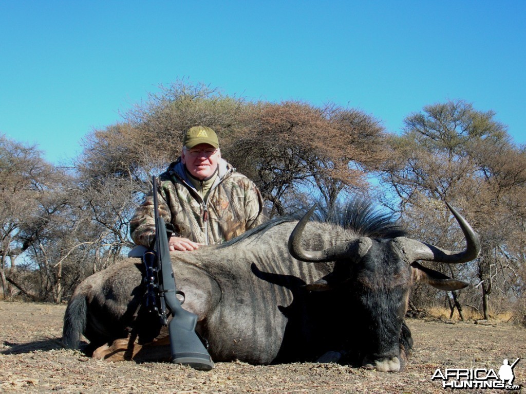 Blue Wildebeest hunted in Namibia