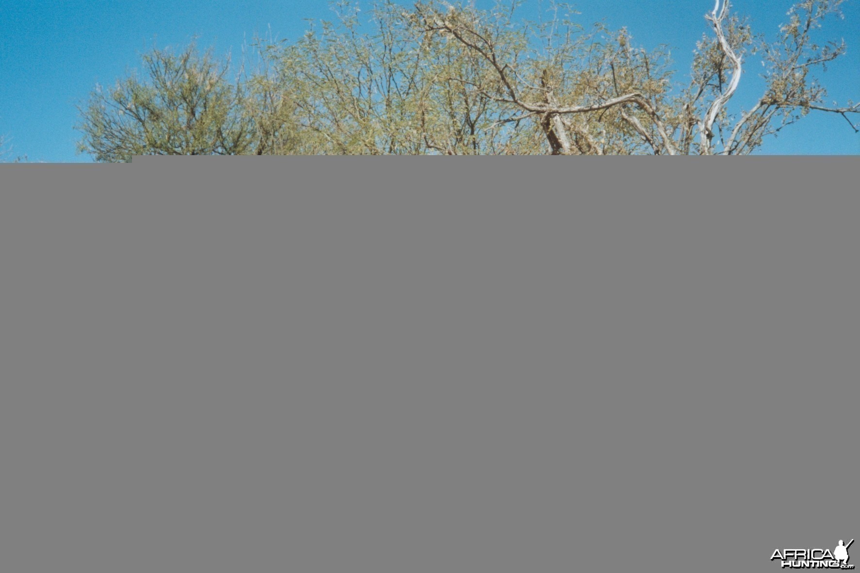 Coues deer hunt Sonora, Mexico