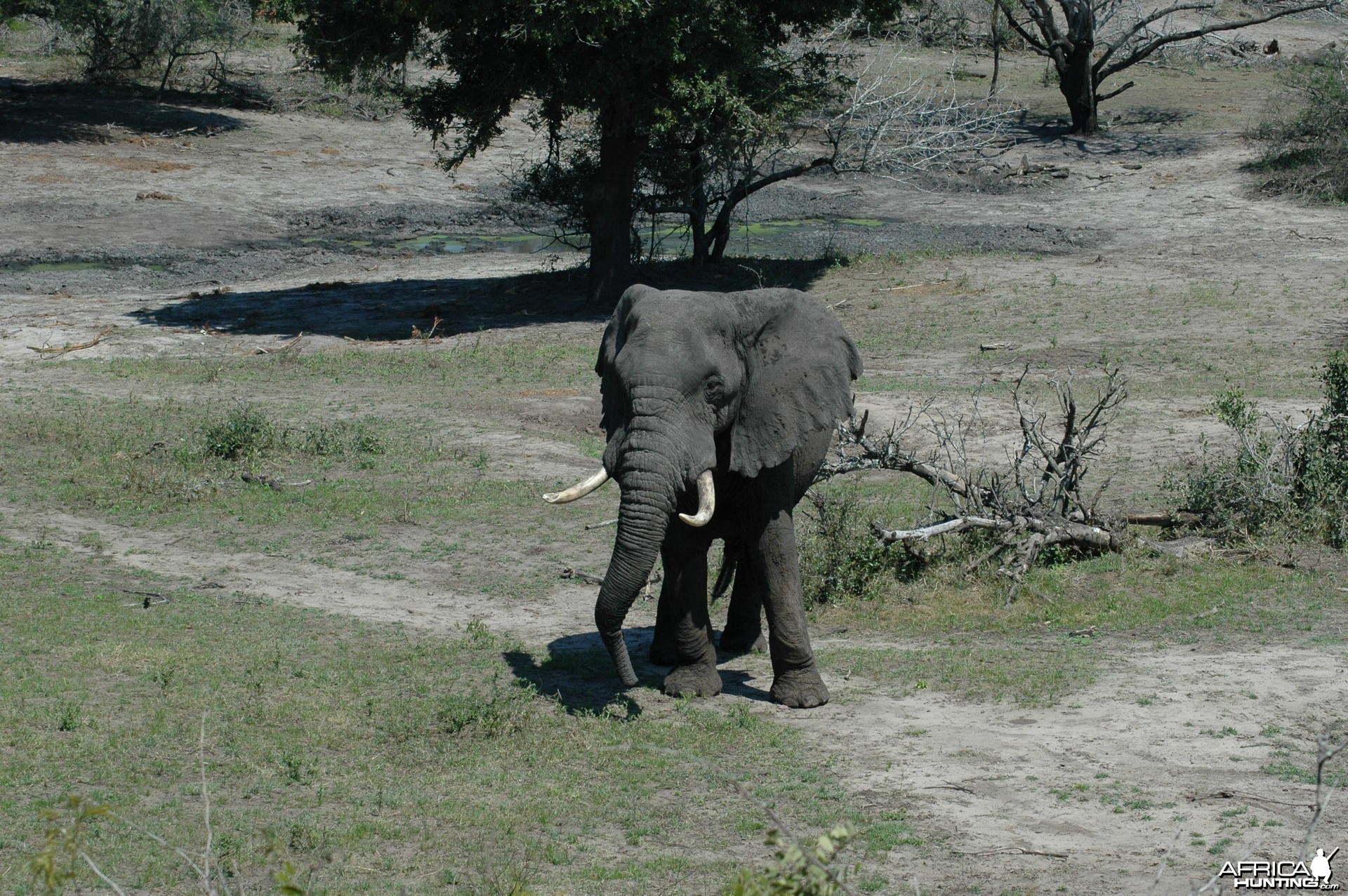 Elephant South Africa