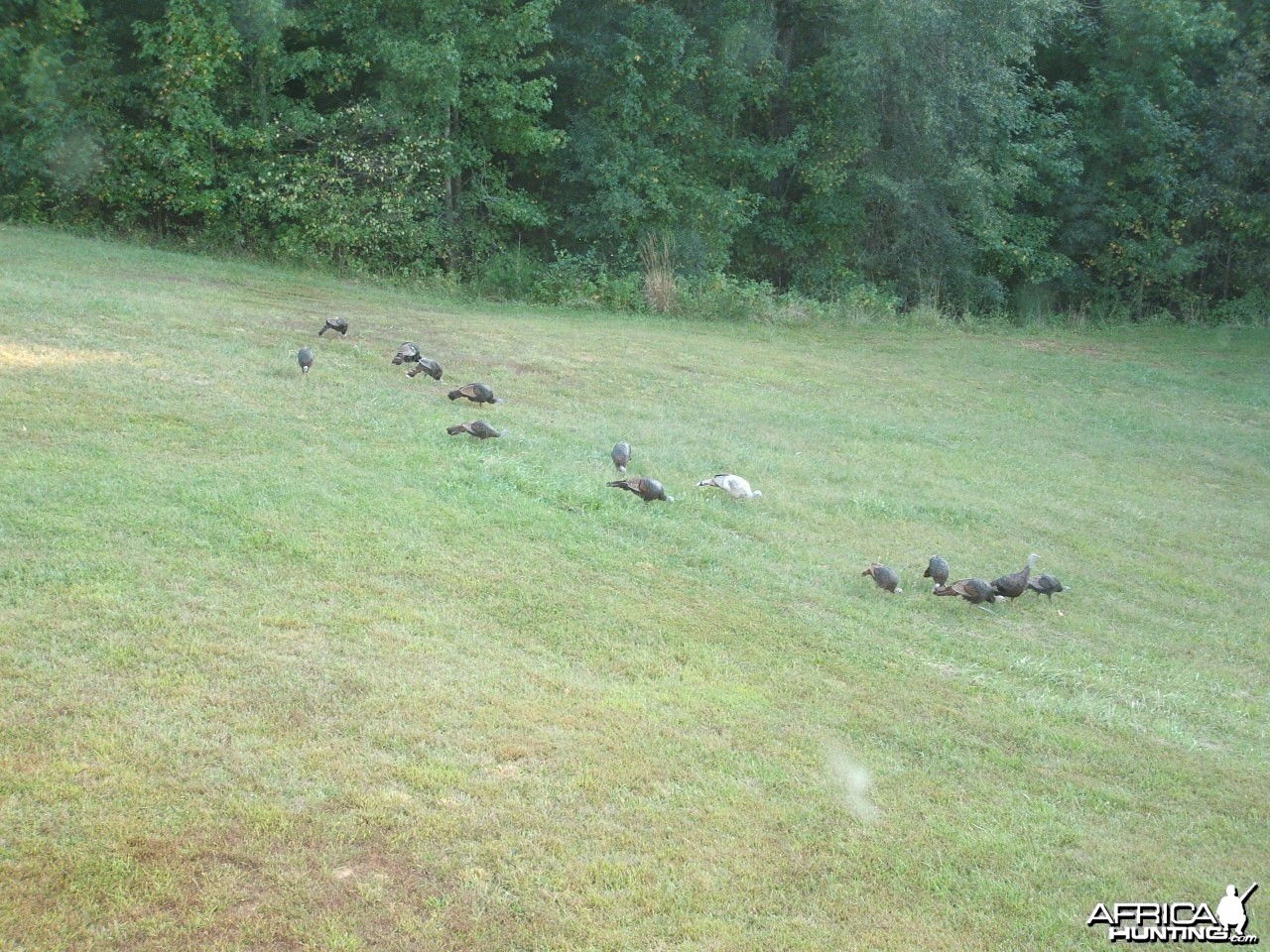 Albino Turkey