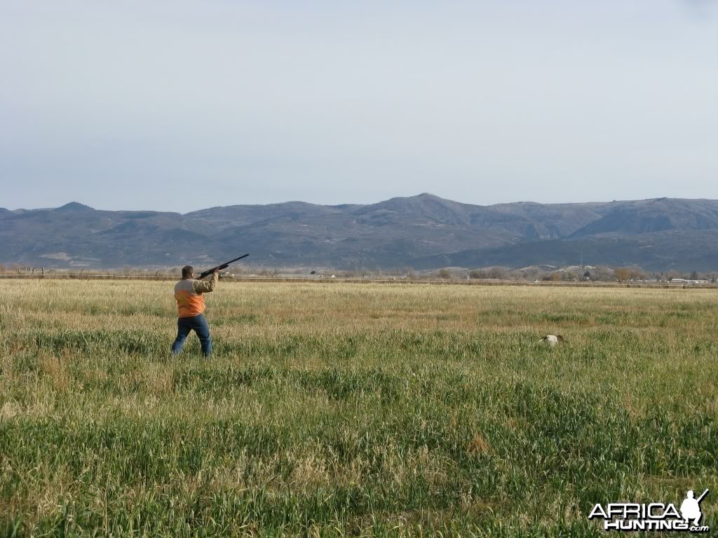 Fall Pheasant Hunt, Manti, Utah USA