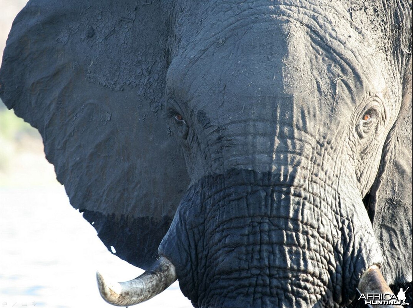 African Elephants