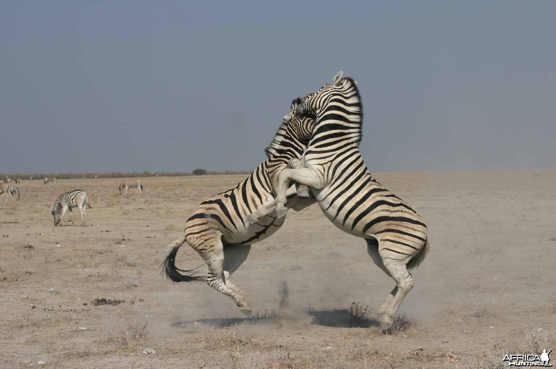 Etosha Zebra