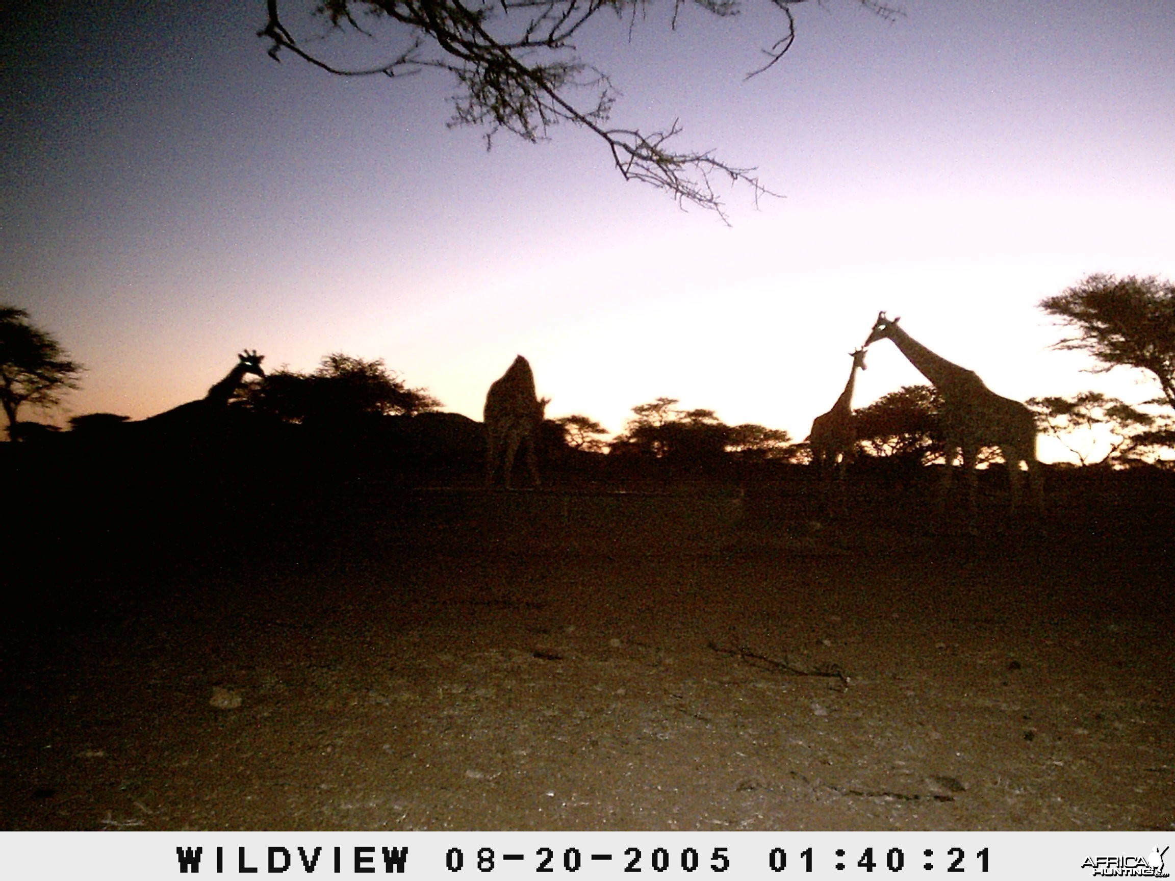 Giraffes, Namibia