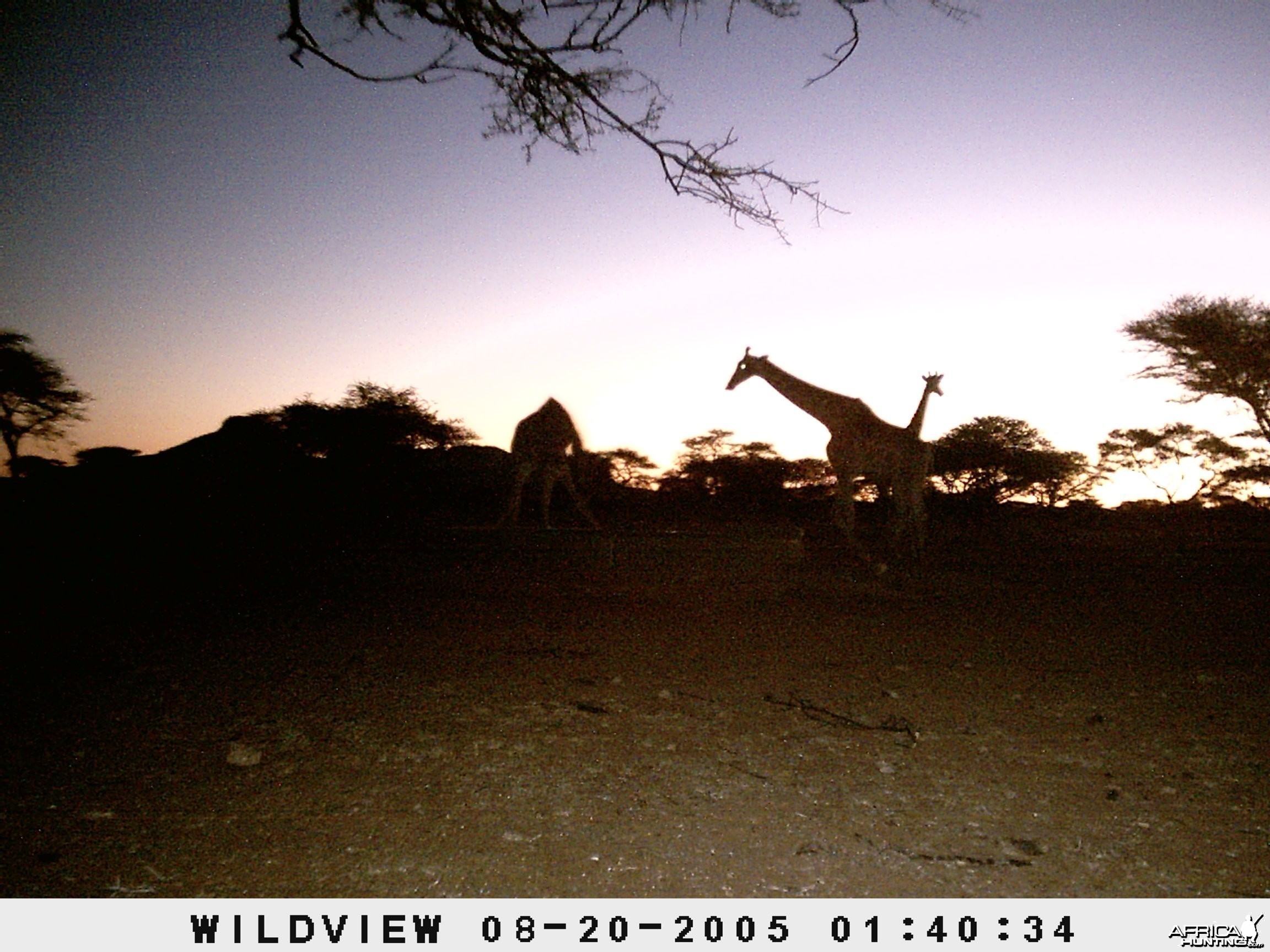 Giraffes, Namibia