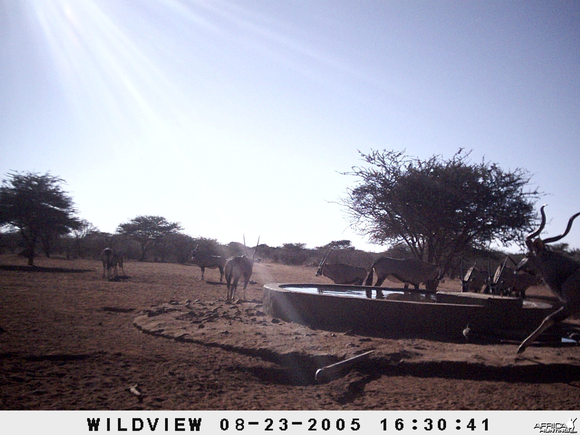 Gemsboks and Kudu, Namibia