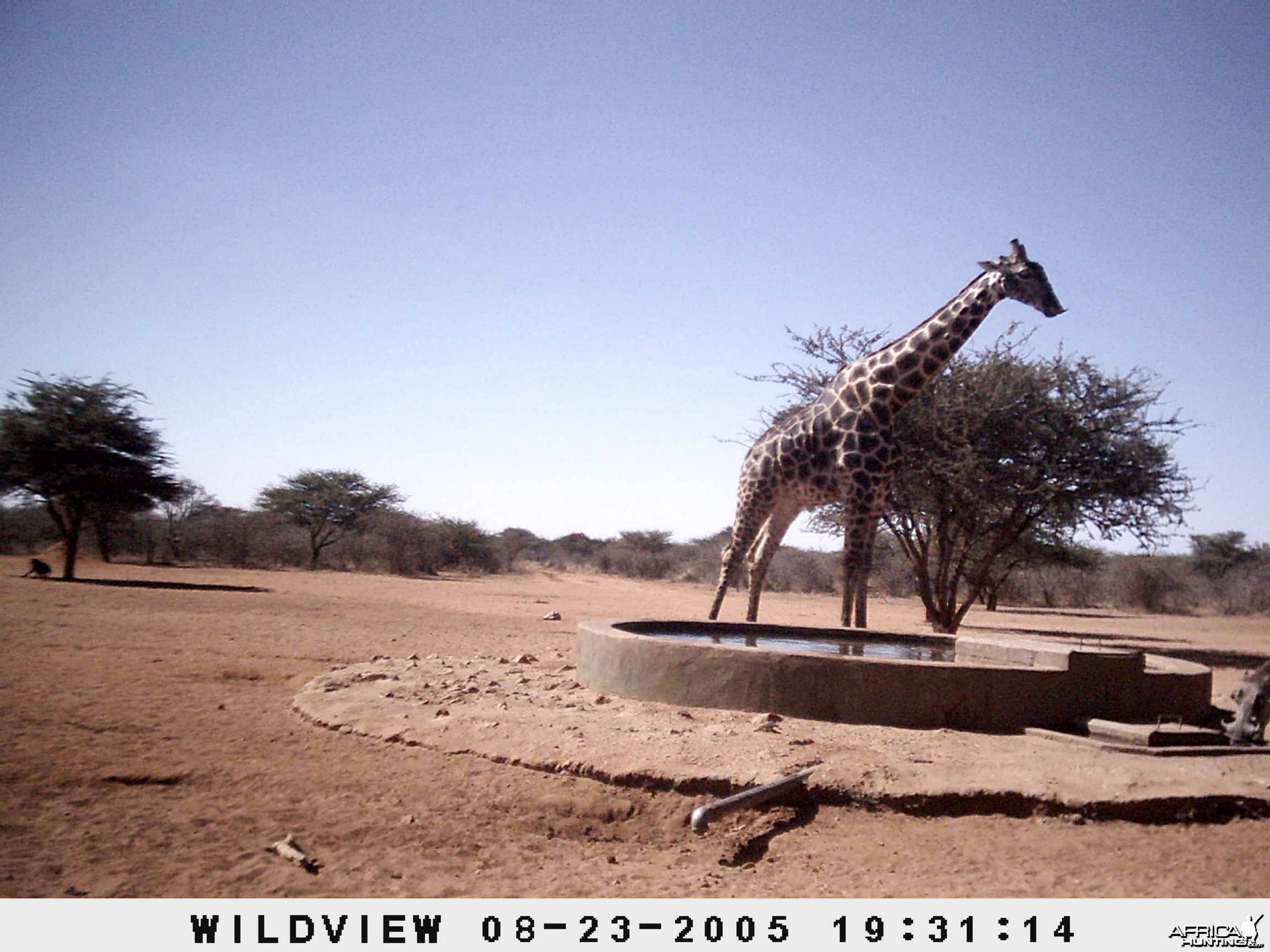 Giraffes, Warthog and Baboon, Namibia