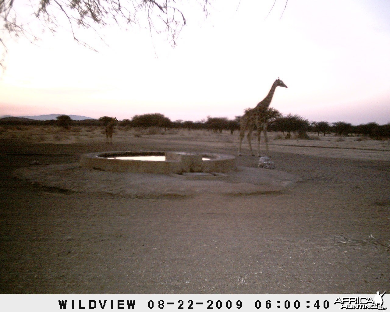 Giraffes, Namibia