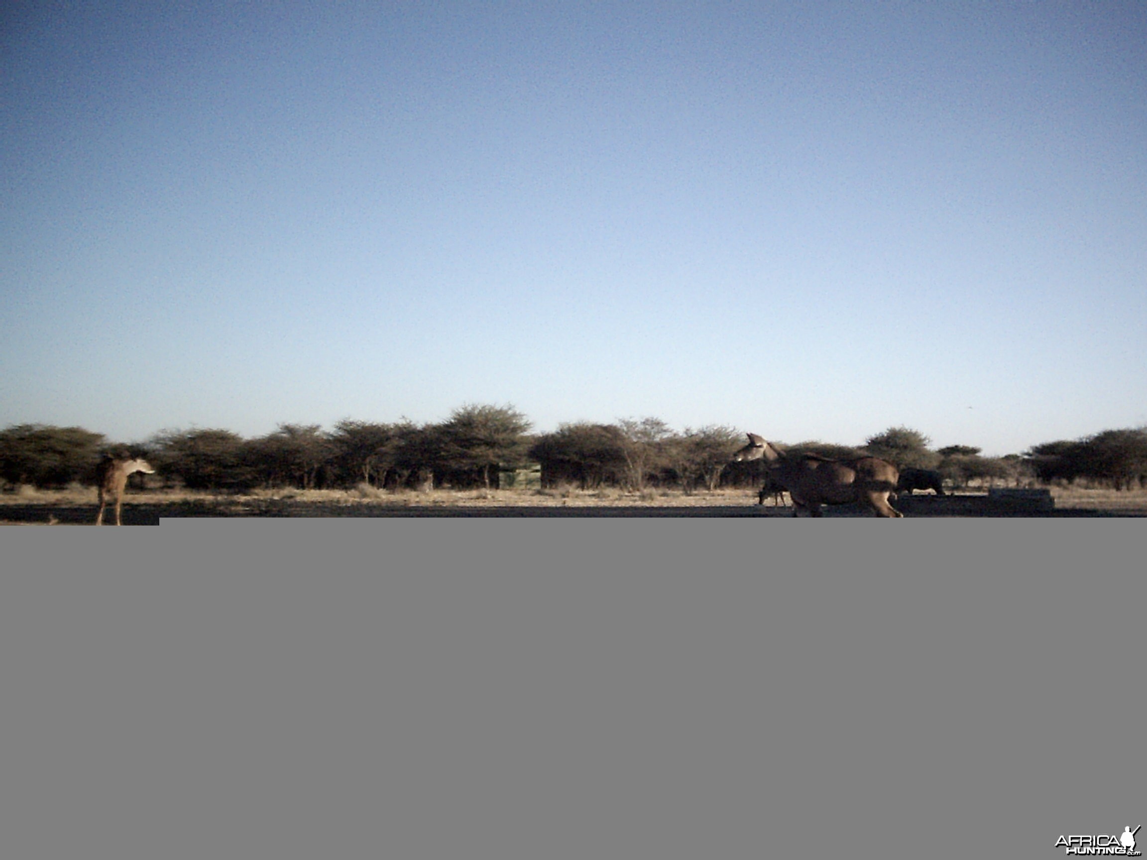 Kudus and Blue Wildebeest, Namibia