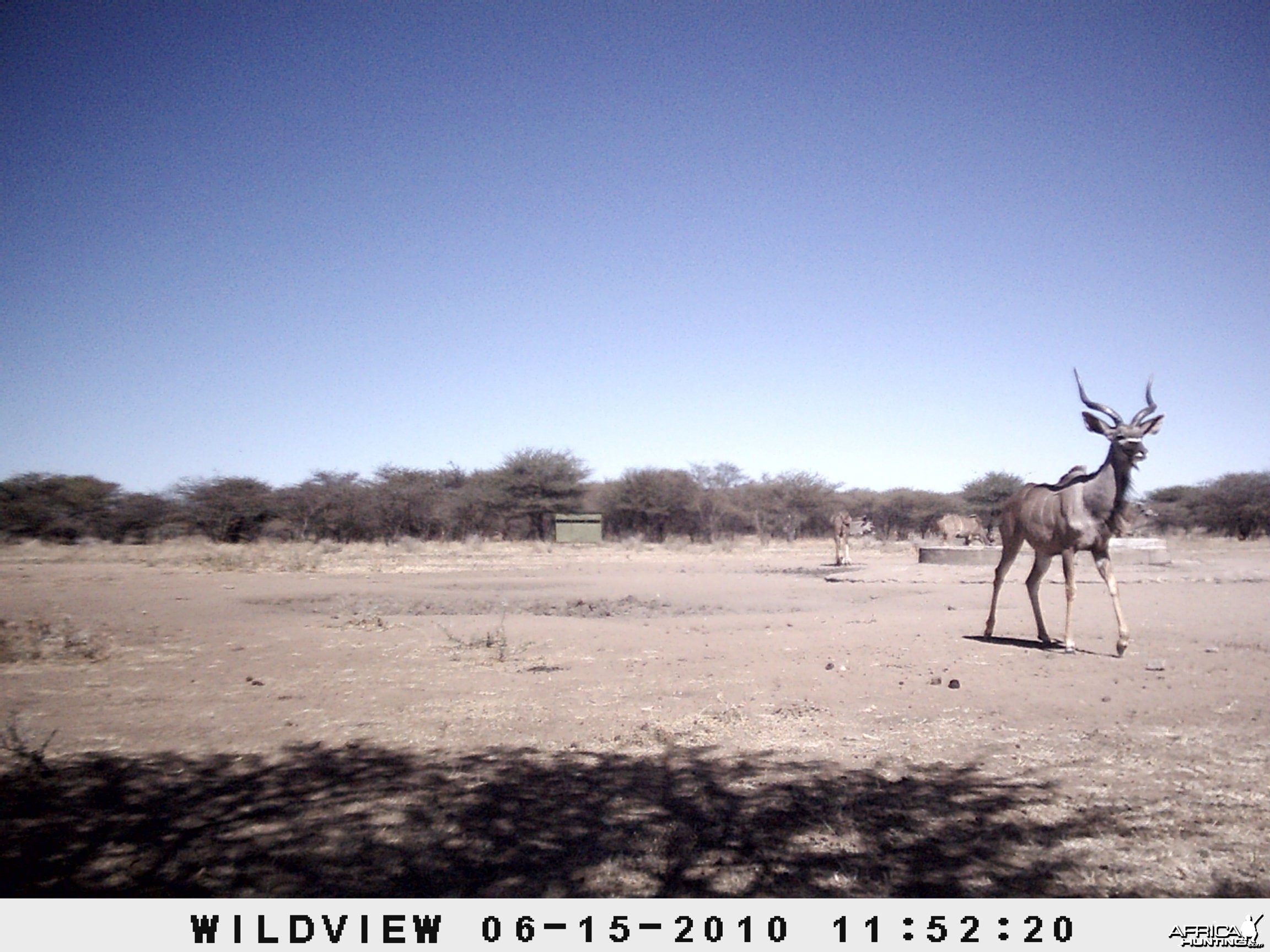 Kudu, Namibia