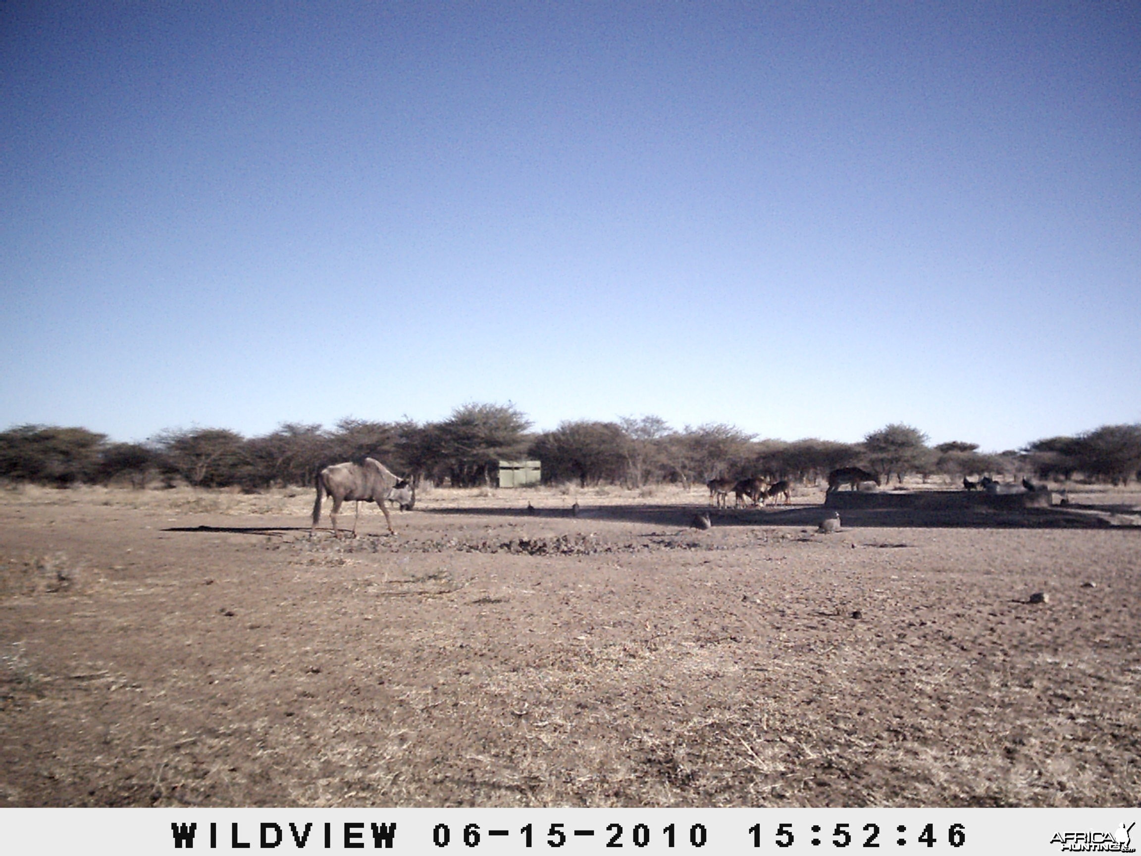 Blue Wildebeest and Impala, Namibia