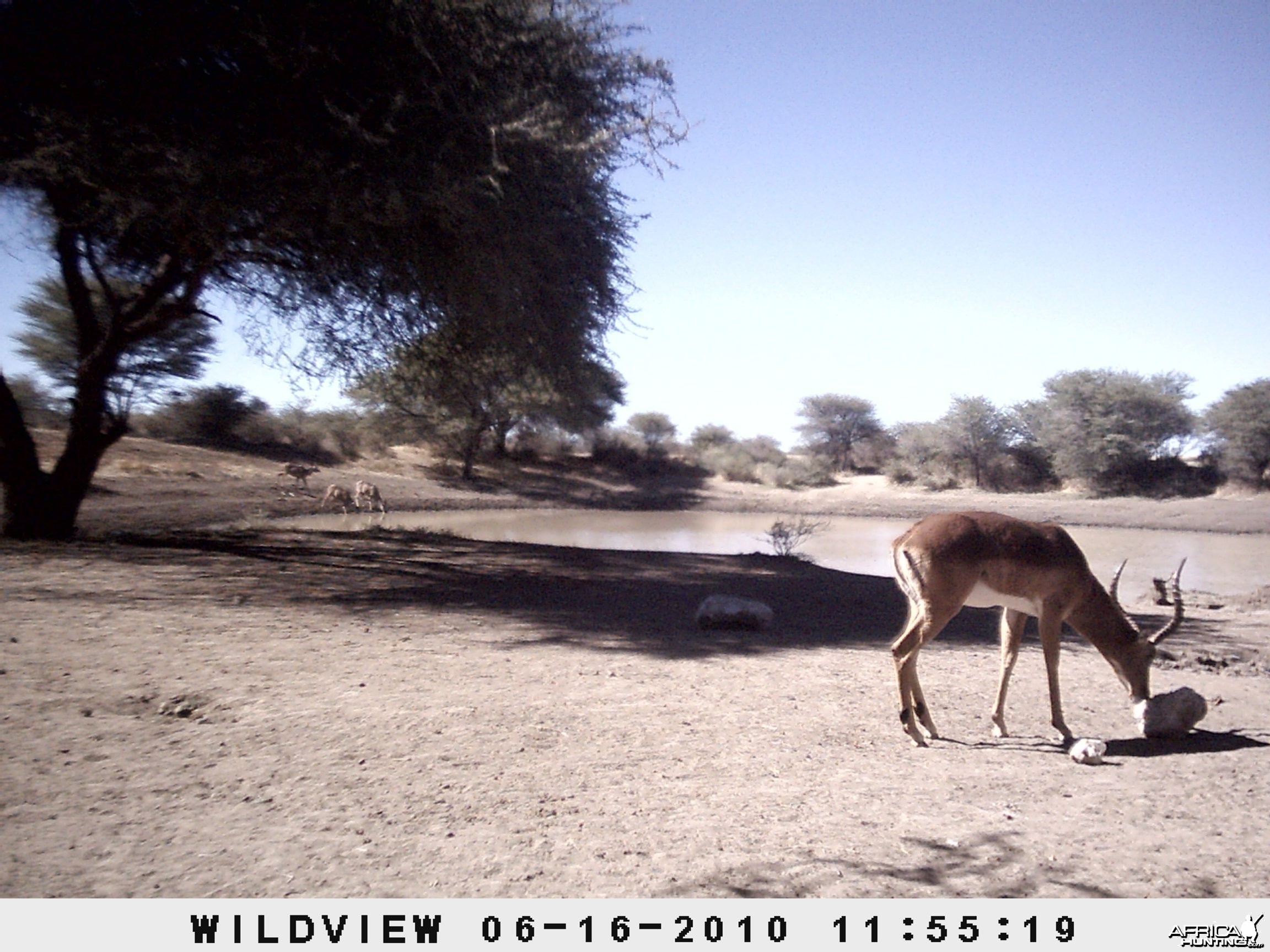 Impala, Namibia