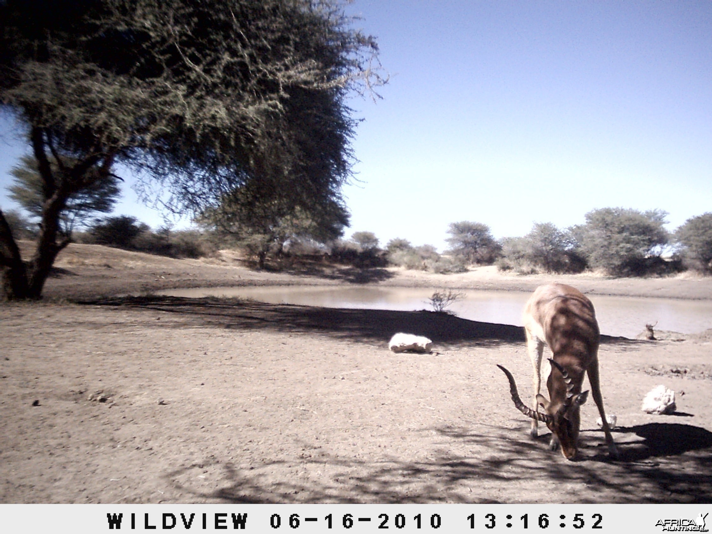 Impala, Namibia