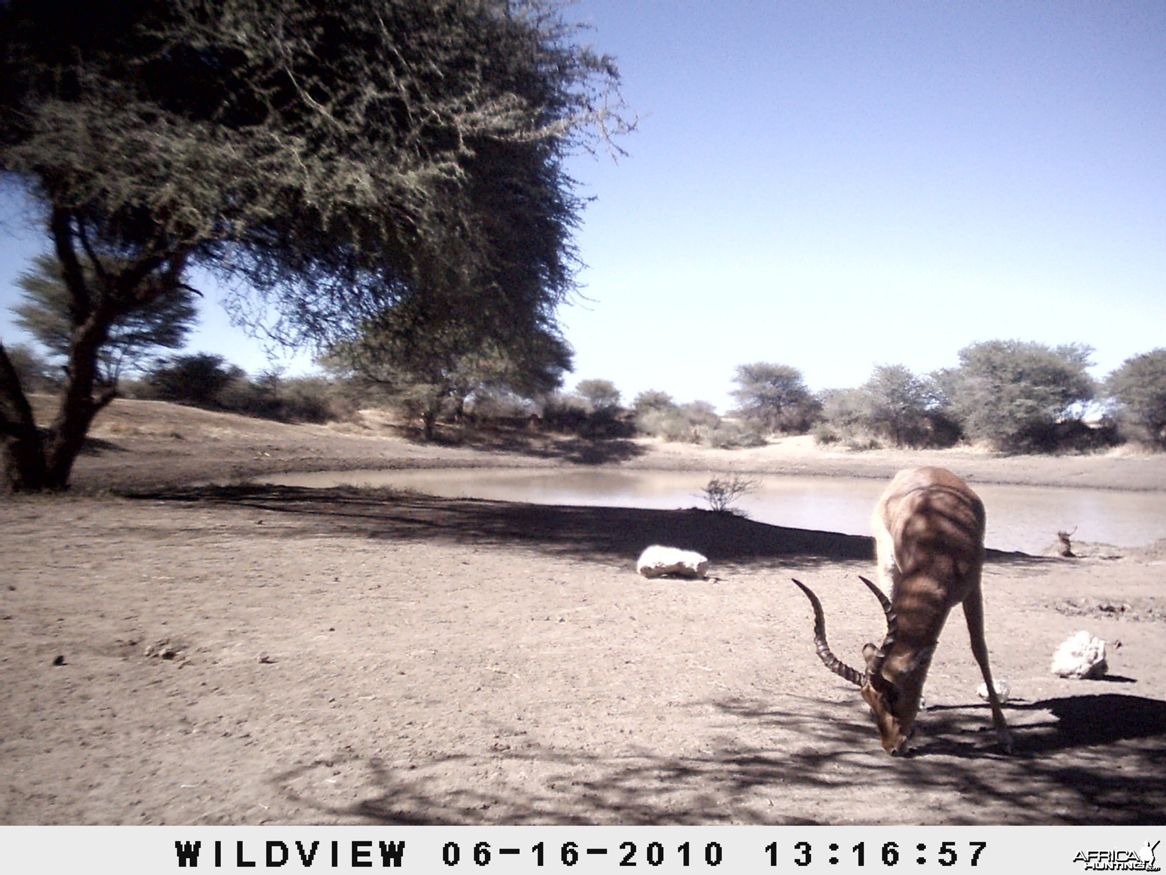 Impala, Namibia