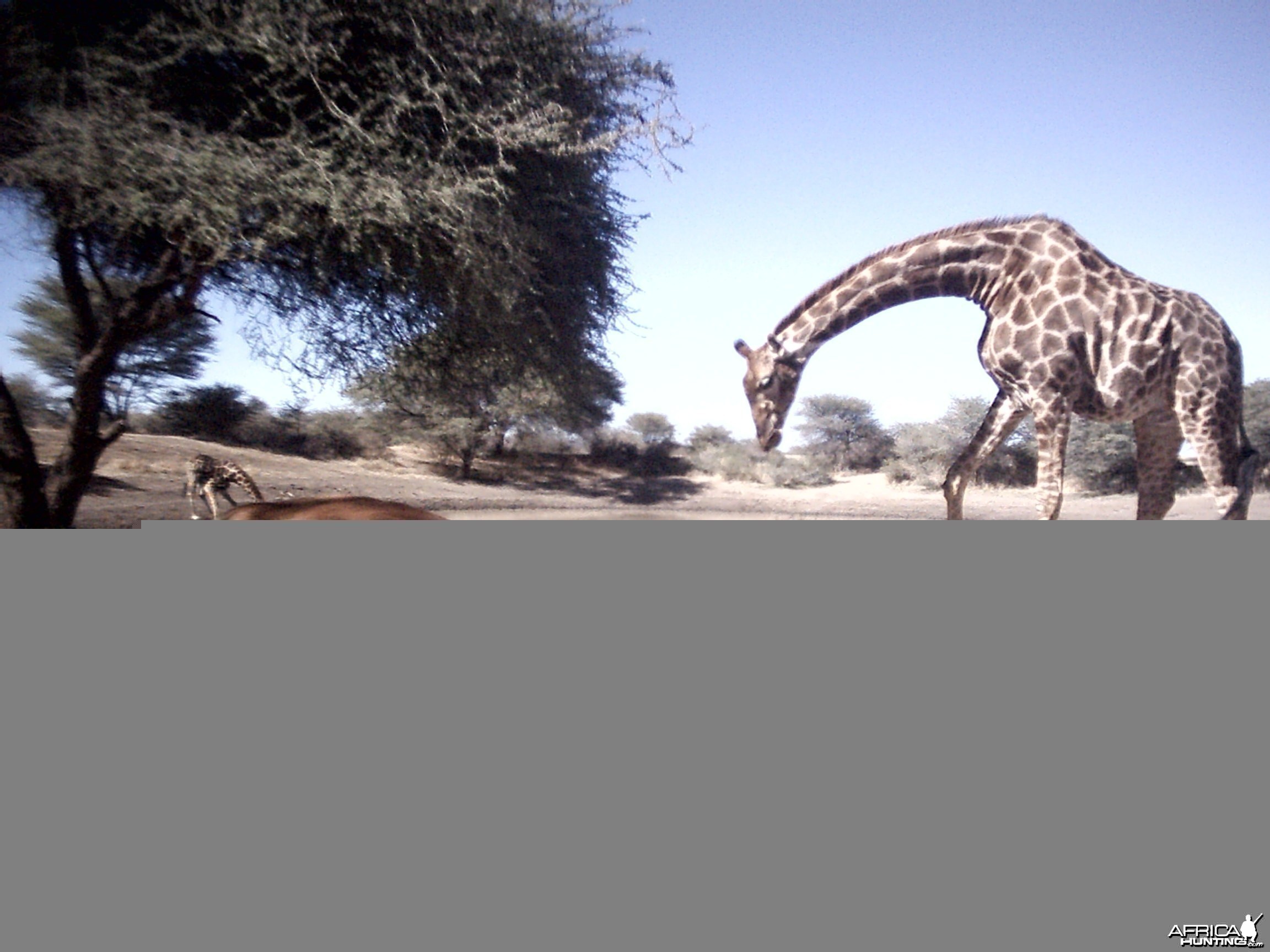 Impala and Giraffe, Namibia