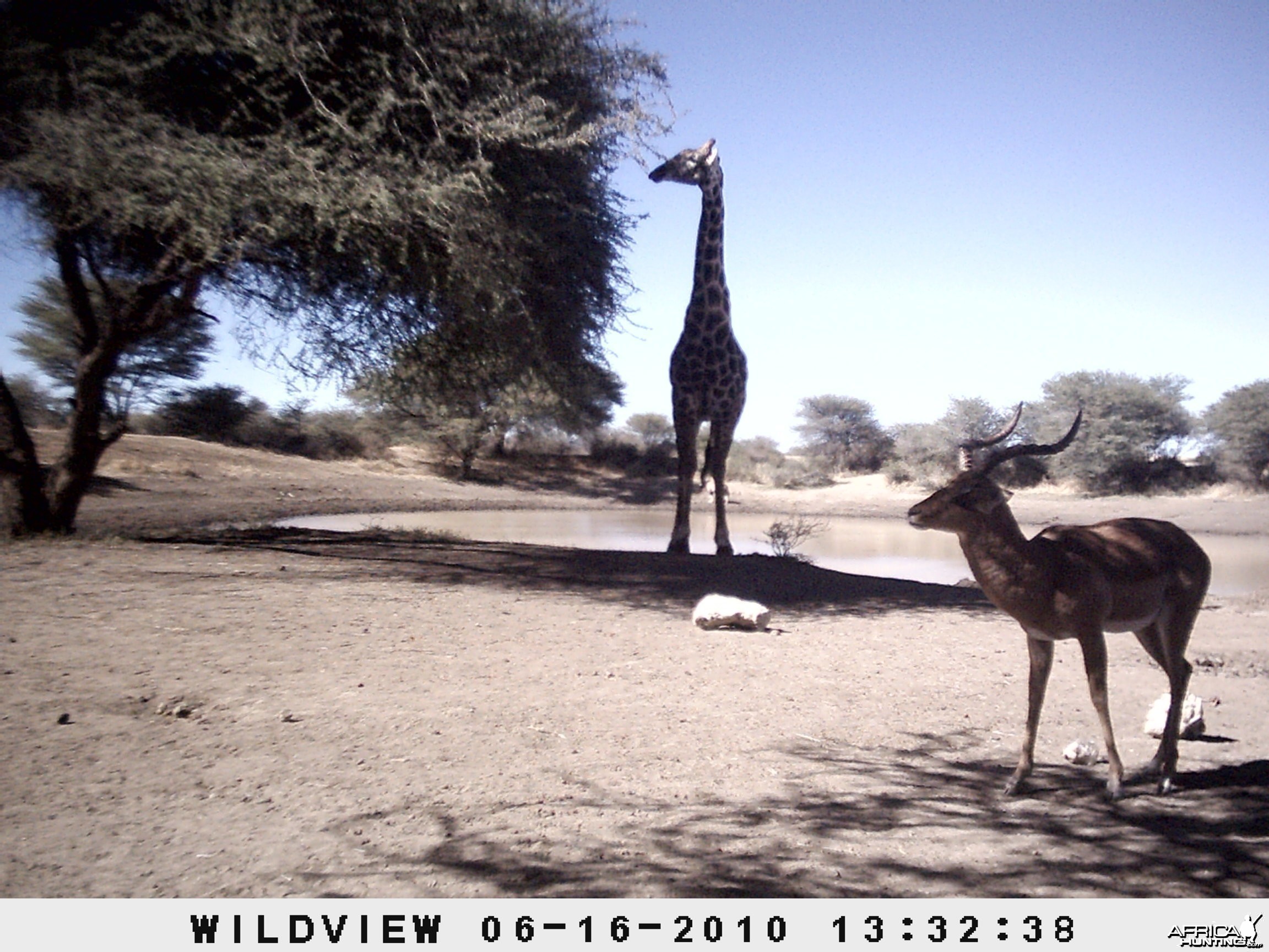 Impala and Giraffe, Namibia