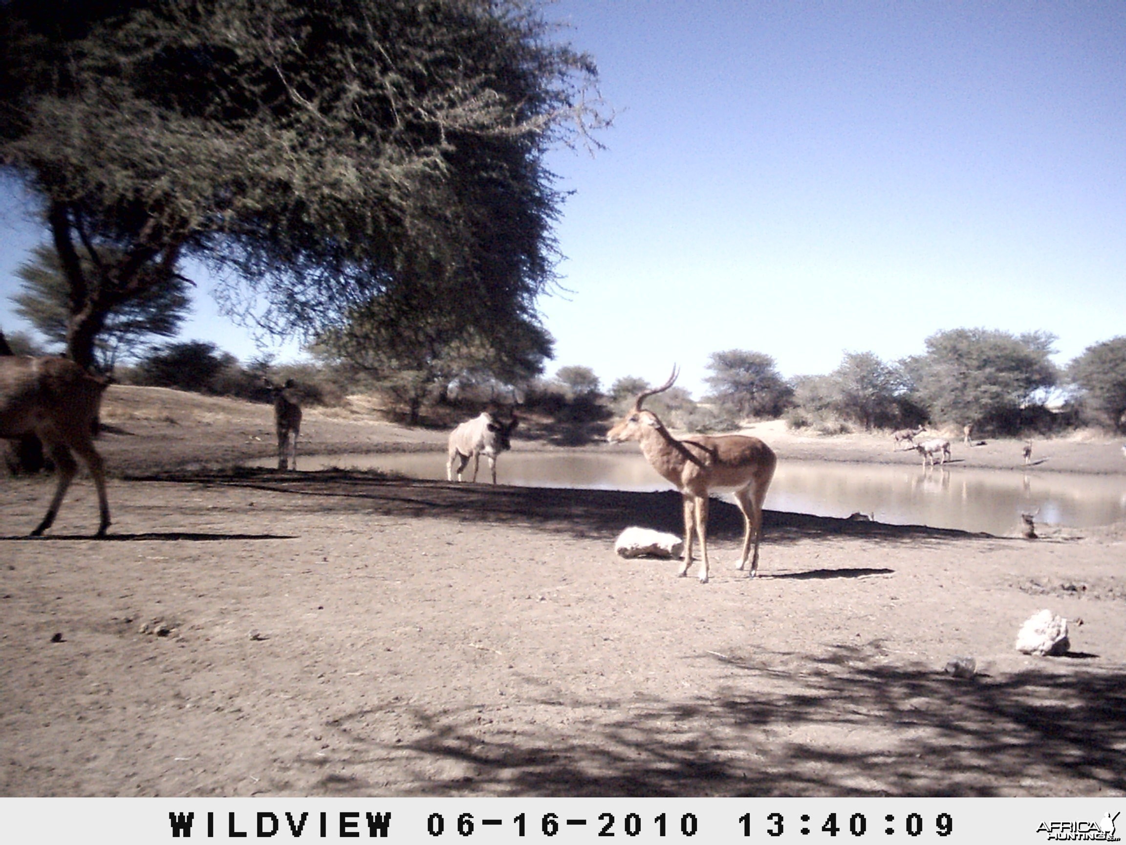 Impala and Kudu, Namibia