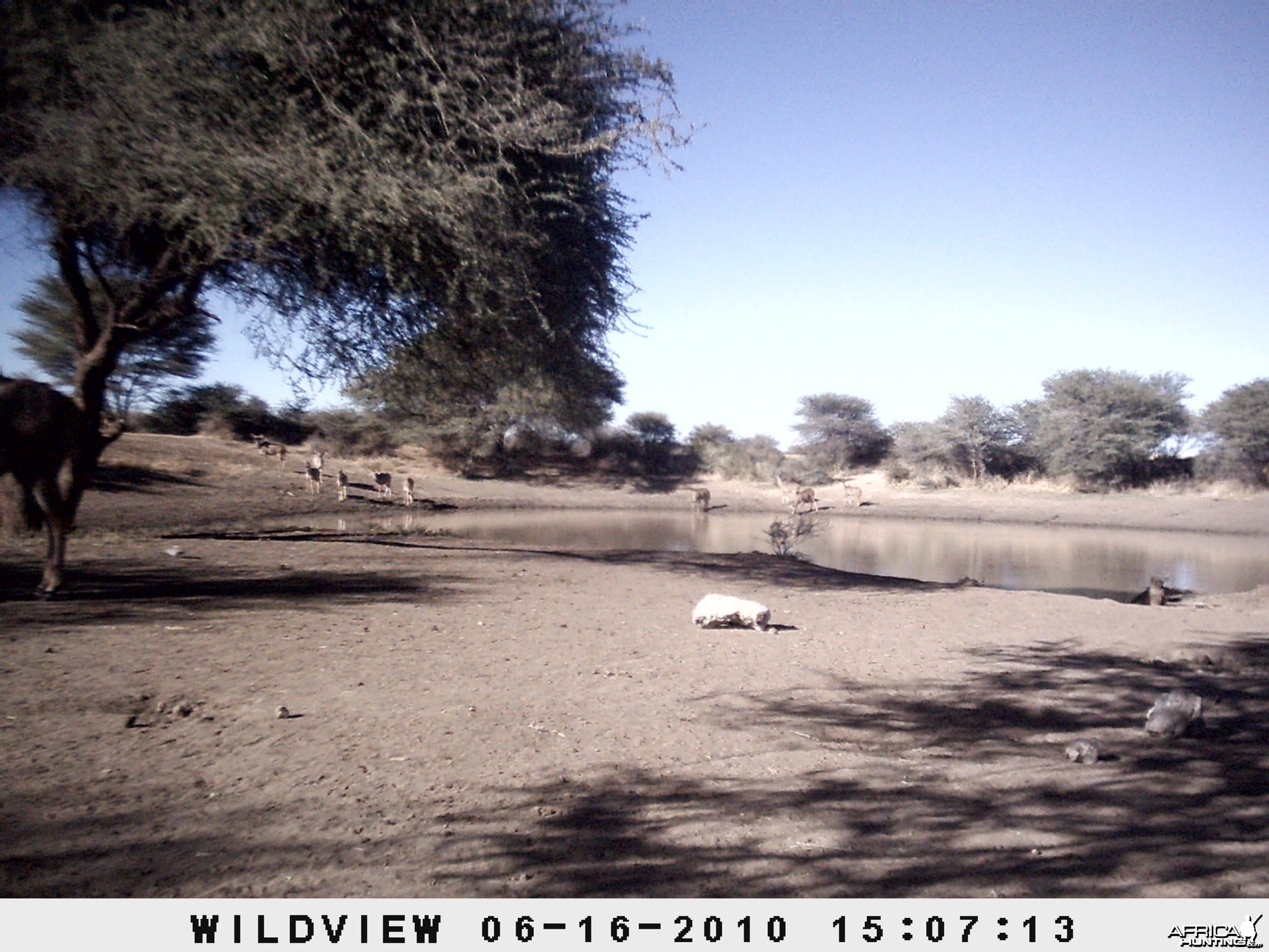 Kudu, Namibia