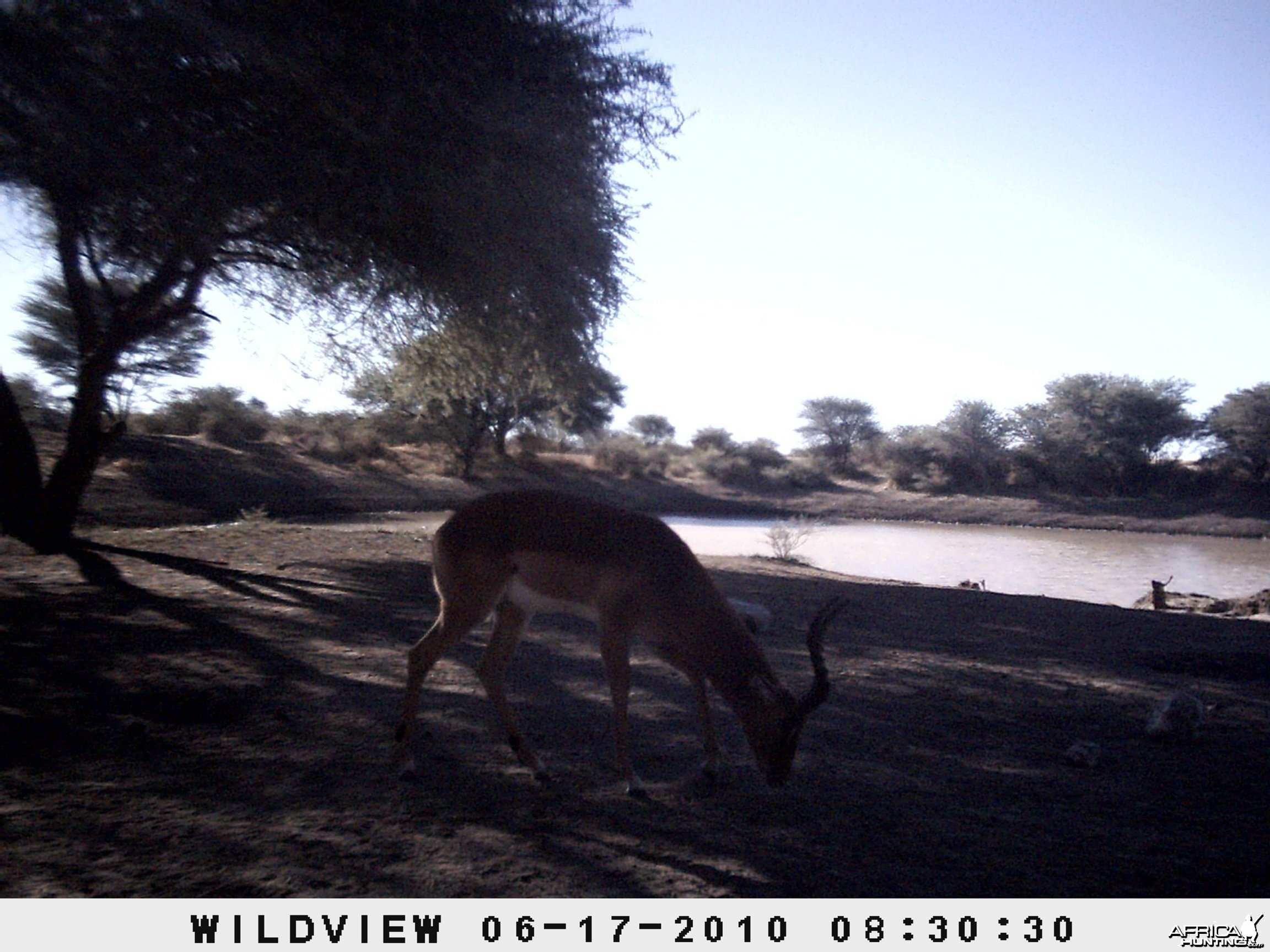 Impala, Namibia