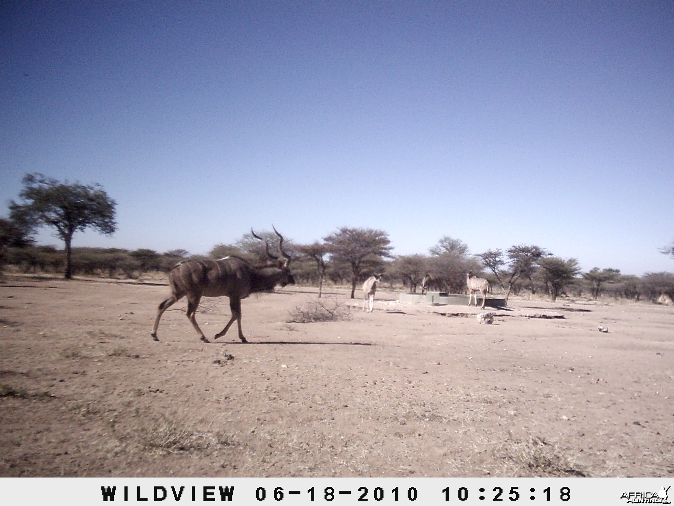 Kudu, Namibia