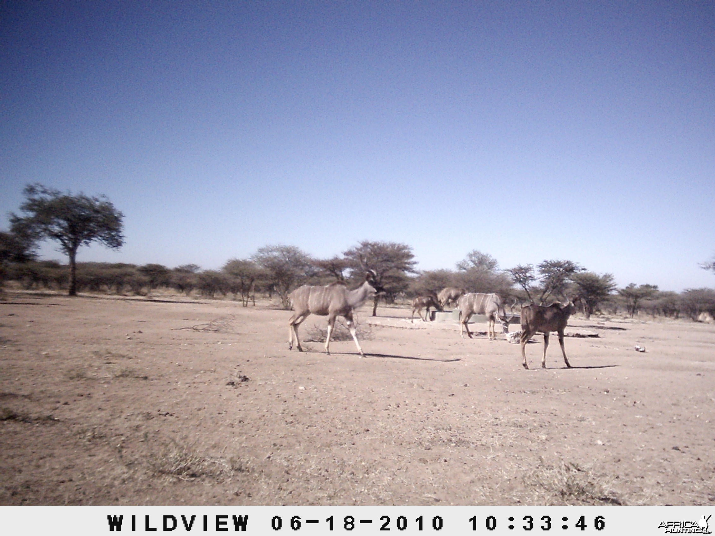 Kudu, Namibia